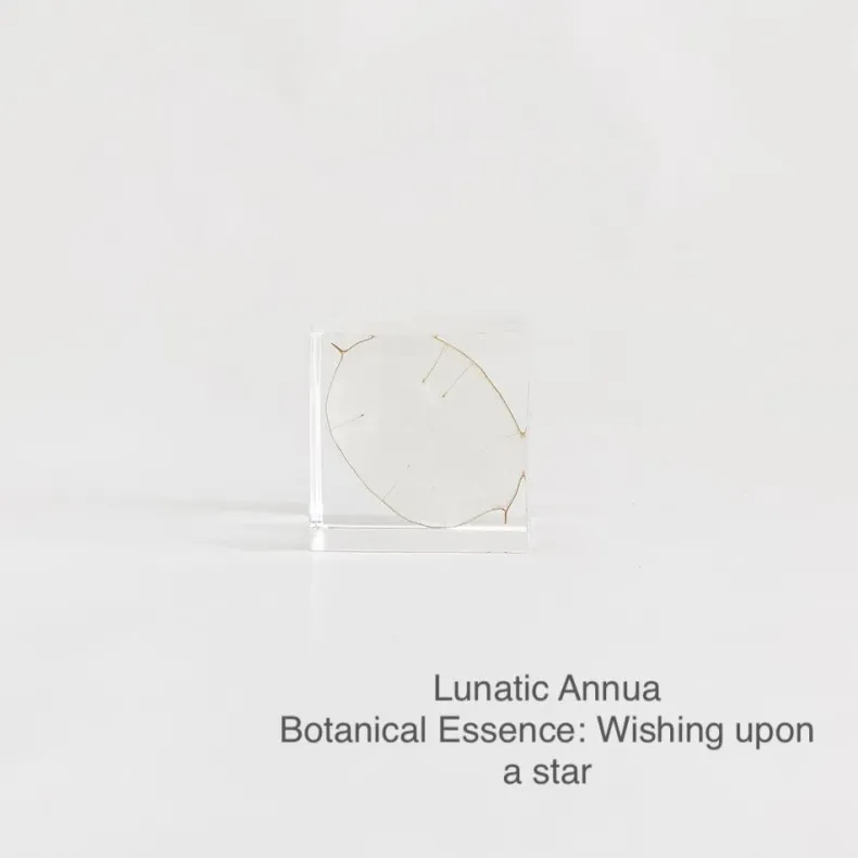 Sola Cubes - Seeds & Plants