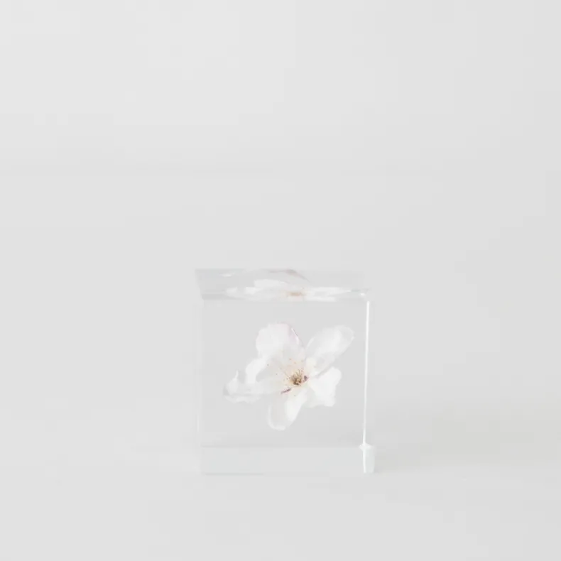 Sola Cubes - Seeds & Plants