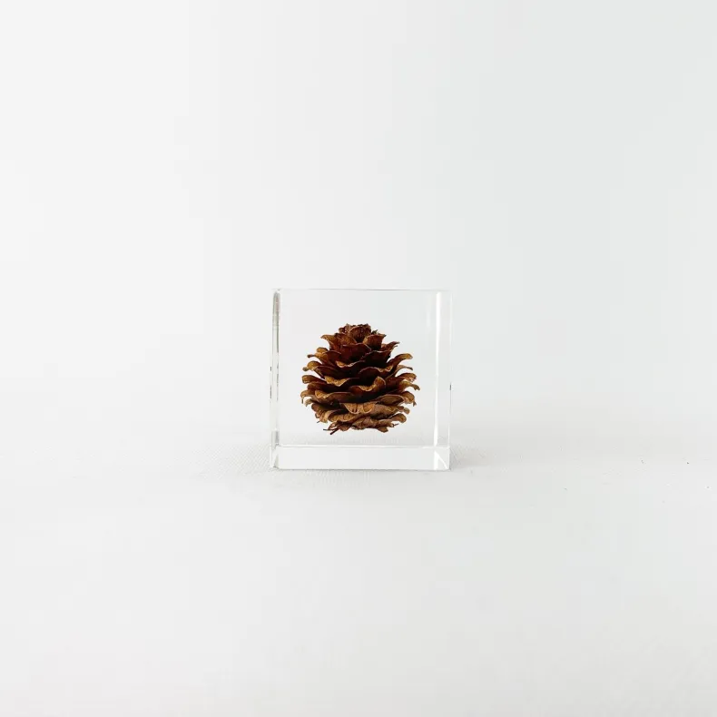 Sola Cubes - Seeds & Plants