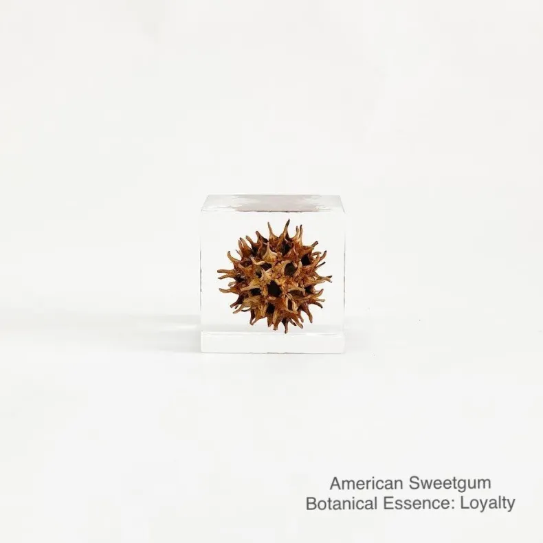 Sola Cubes - Seeds & Plants