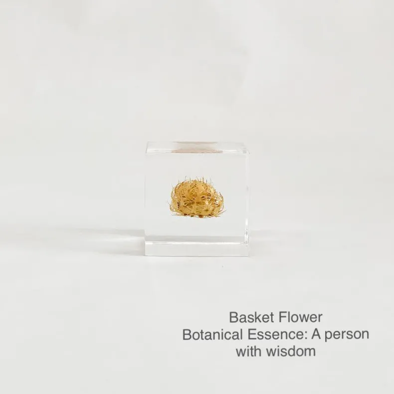 Sola Cubes - Seeds & Plants