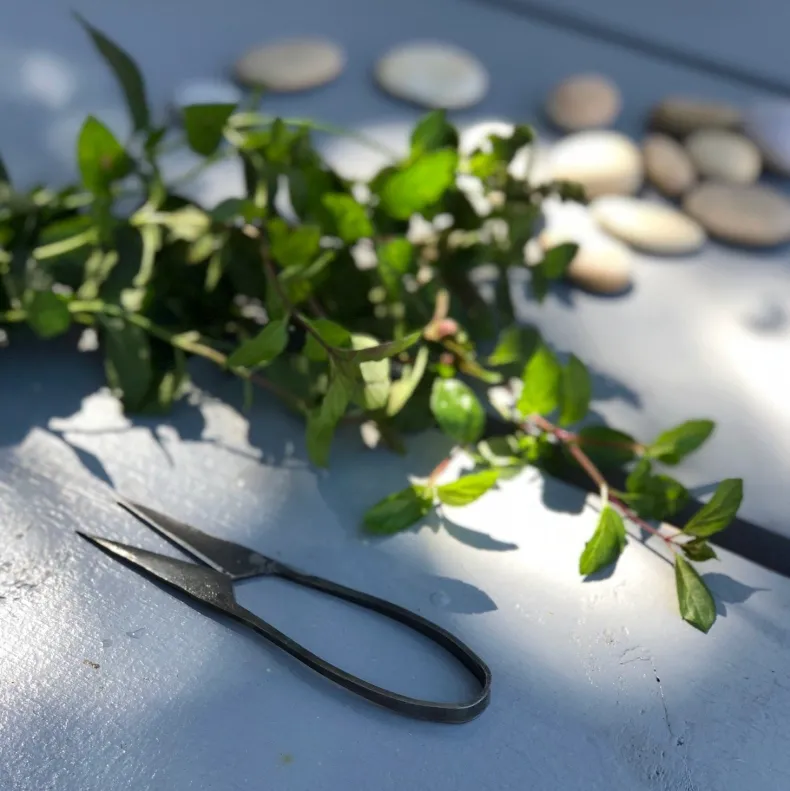 Tajika Herb Scissors