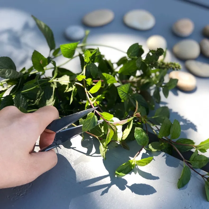 Tajika Herb Scissors